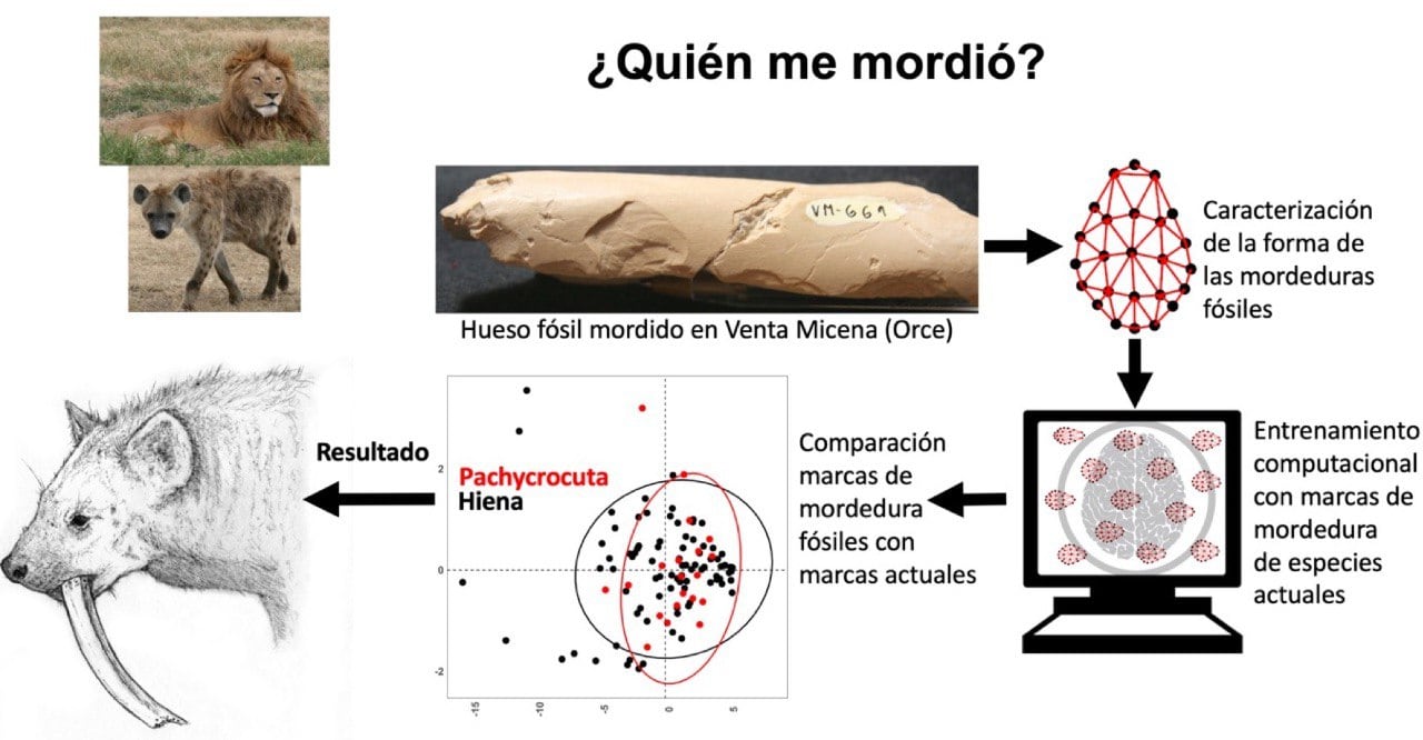 2. Representación de una Pachycrocuta brevirostris transportando un hueso. Dibujo: Juan José Rodríguez-Alba (coautor del trabajo)