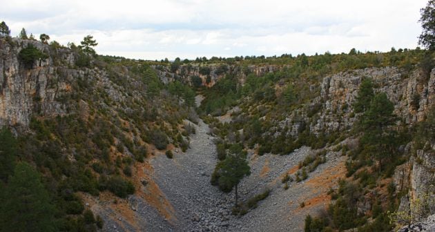 Enntre las torcas crecen pinos, arces, sabinas y avellanos.