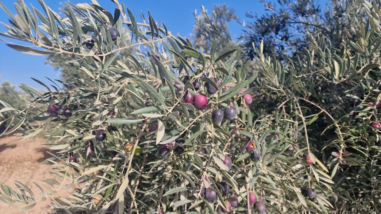 Olivos repletos de fruto en Granada a la espera de ser recolectados