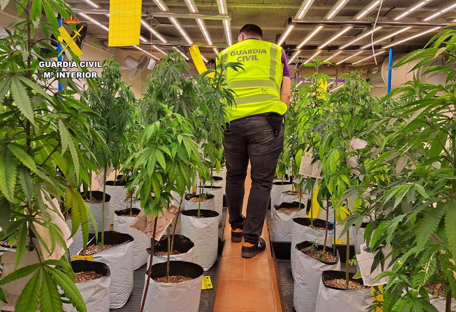 Plantación indoor de marihuana en Revilla de Camargo