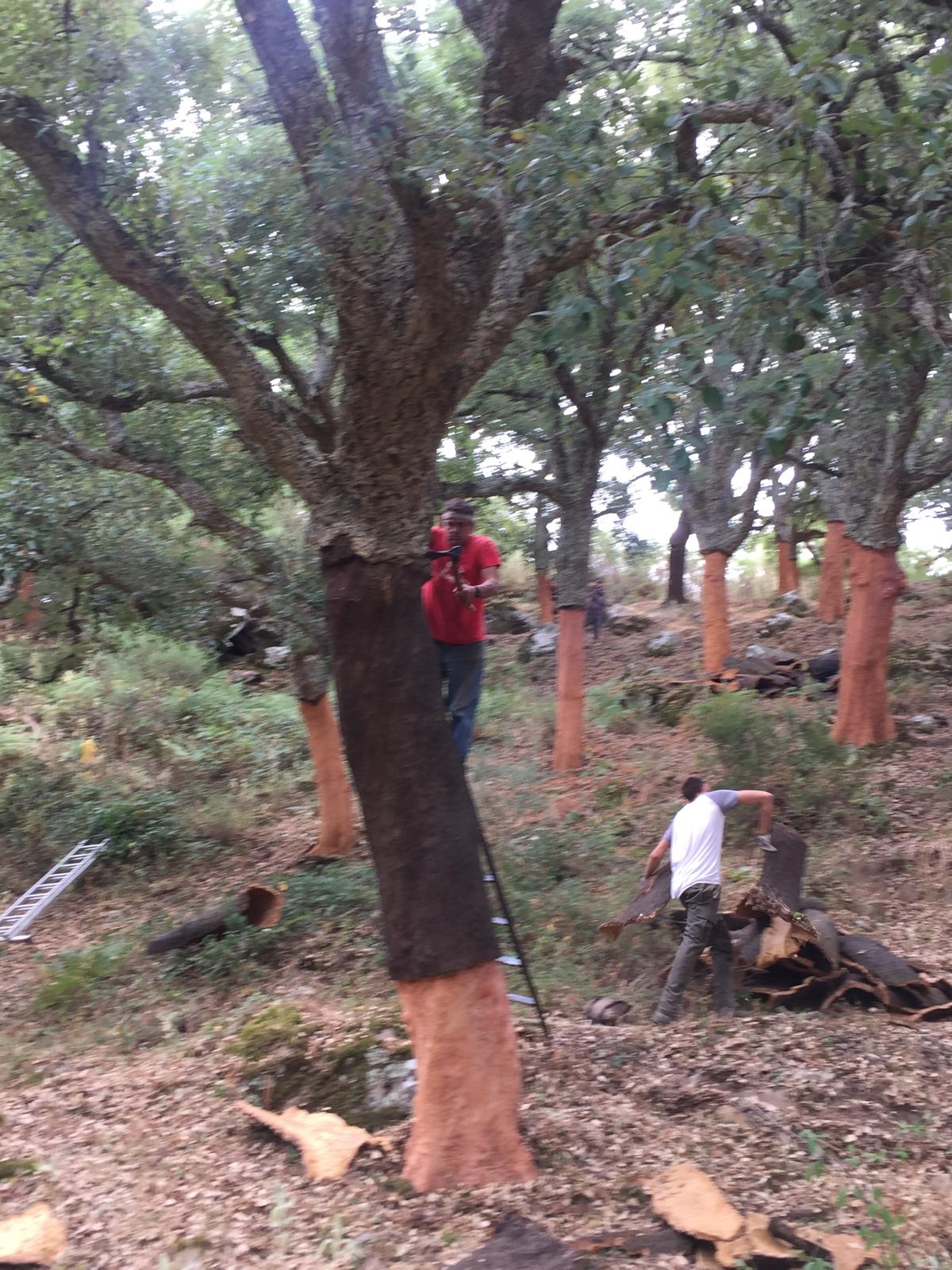 Las cuadrillas trabajando en la saca del corcho