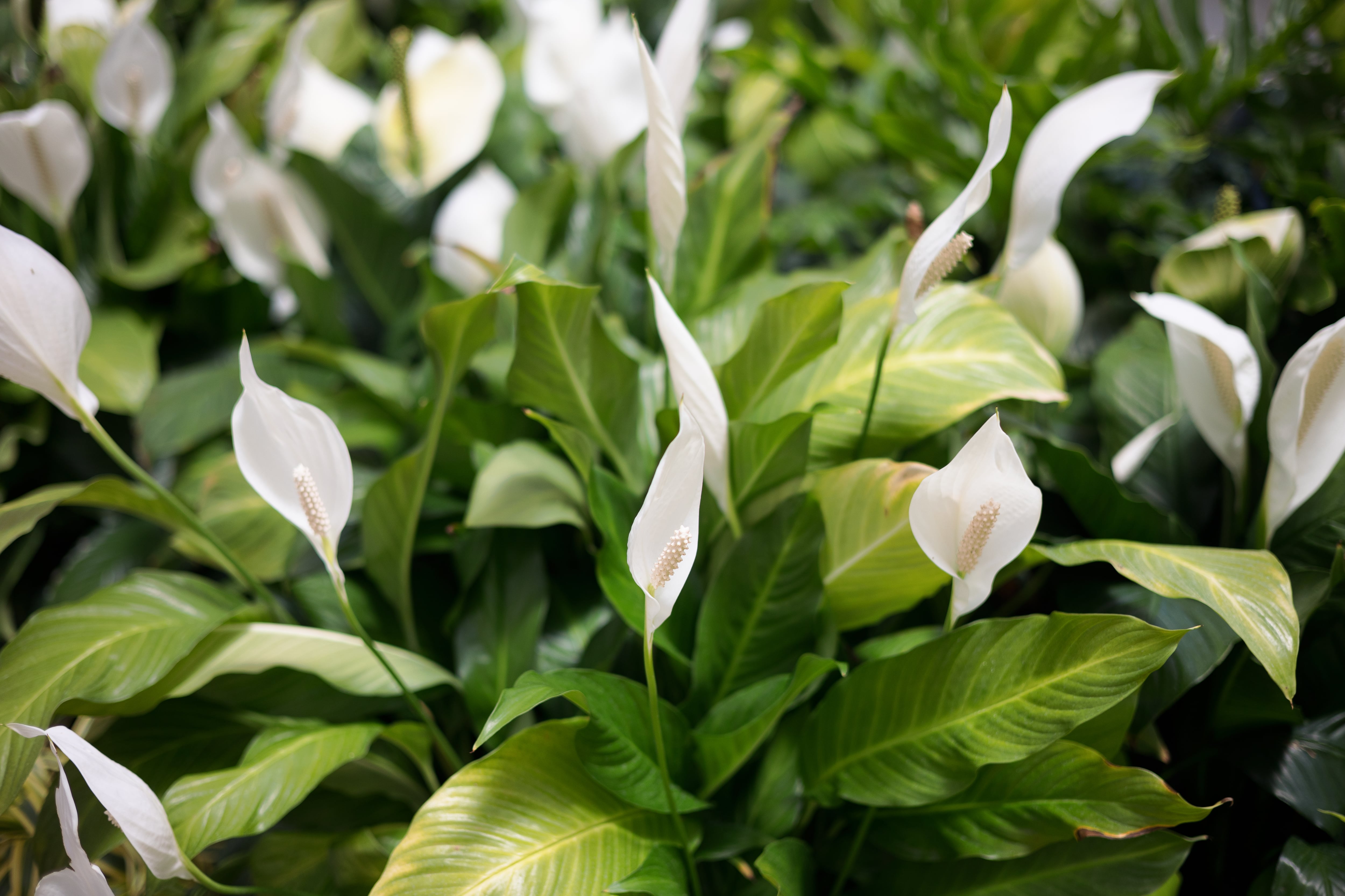 Spathiphyllum