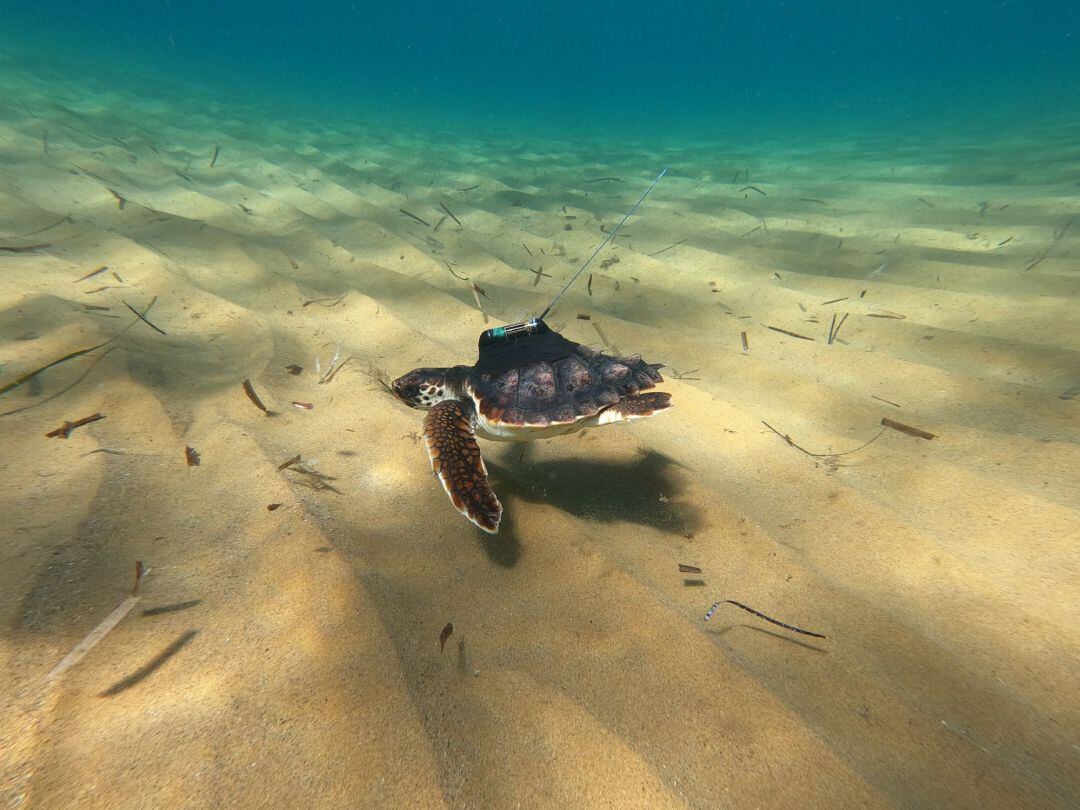 Una de las tortugas marcadas por ANSE, seguramente Argonauta, el día de su liberación en Calblanque el 05 de octubre de 2020