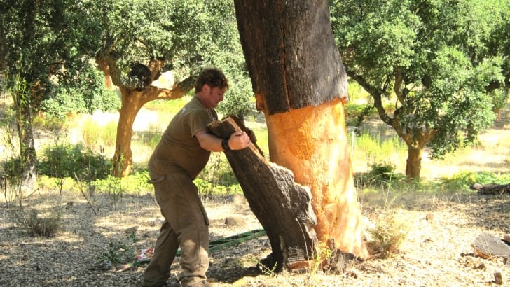 Un operario realiza la labor de saca de corcho en un árbol en Cortes de la Frontera