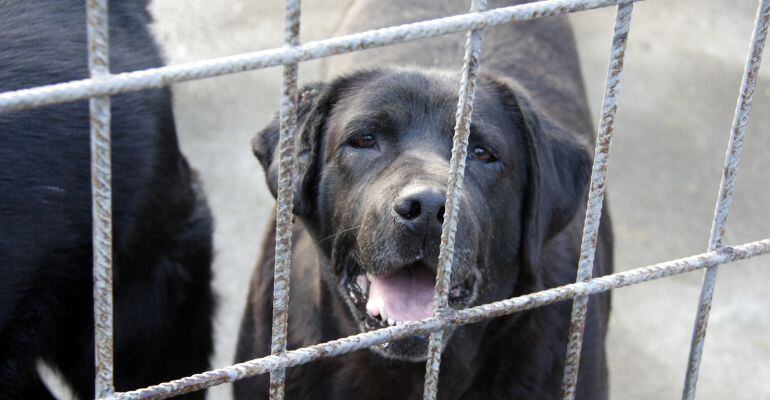 Gos en una protectora.