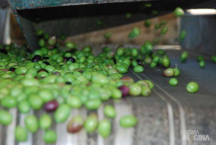 A pesar de las inclemencias meteorologicas, tanto la aceituna como los aceites conseguidos están marcados por la máxima calidad