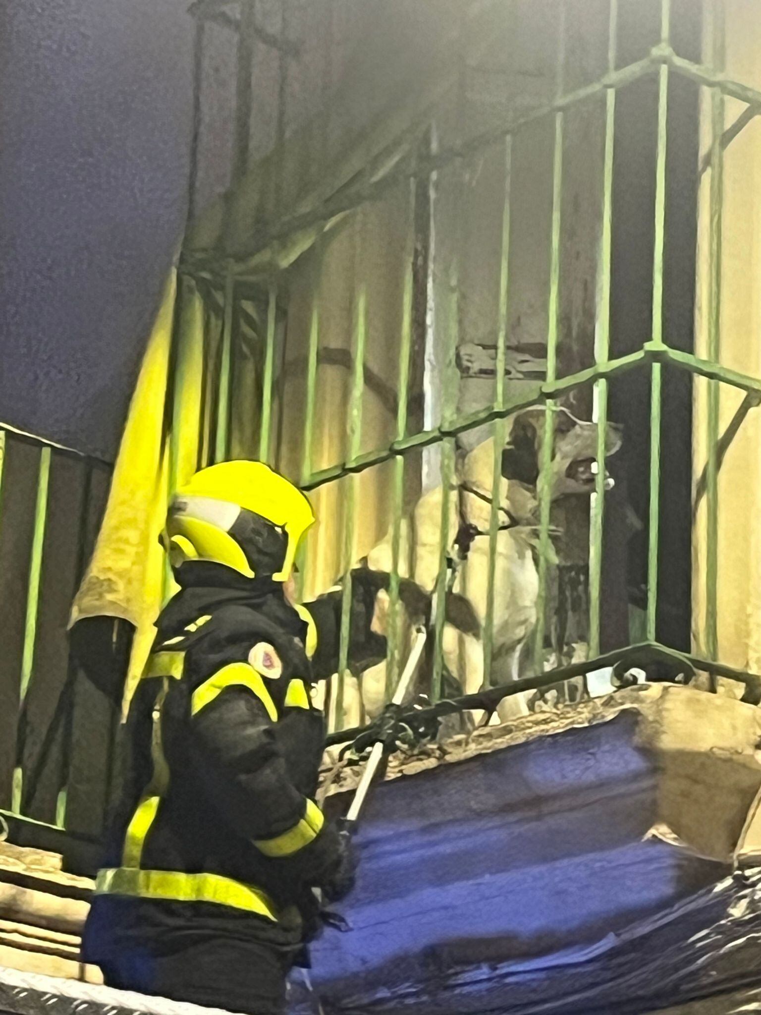 Uno de los perros rescatados por los bomberos