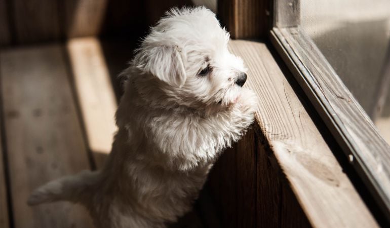 A la hora de dejar a su mascota en una residencia, muchas personas no son conocedoras de los derechos que tienen.