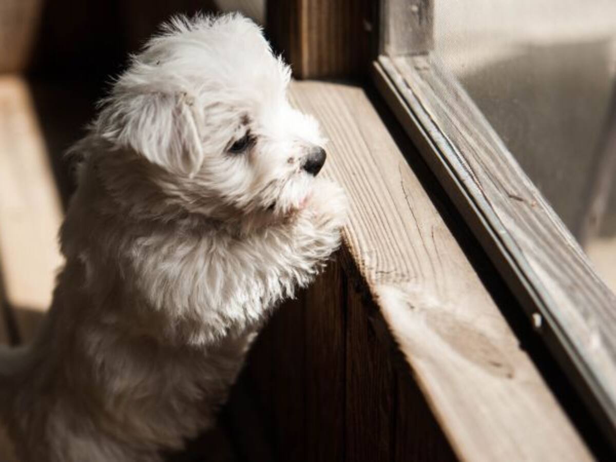 ¿En qué manos dejas a tu mascota?