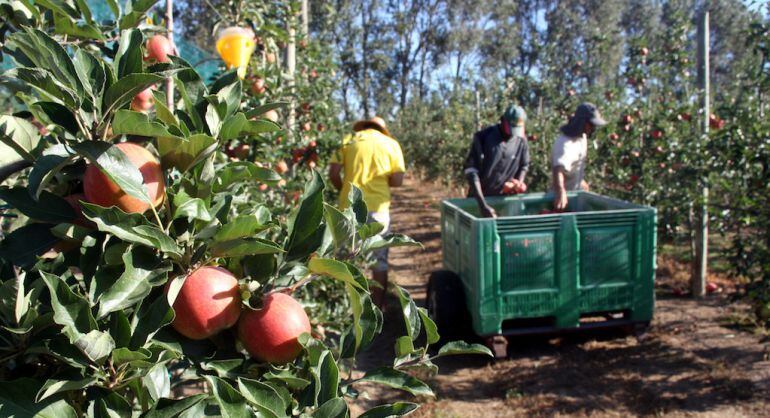 La Poma de Girona es rega amb un 30% menys d'aigua.