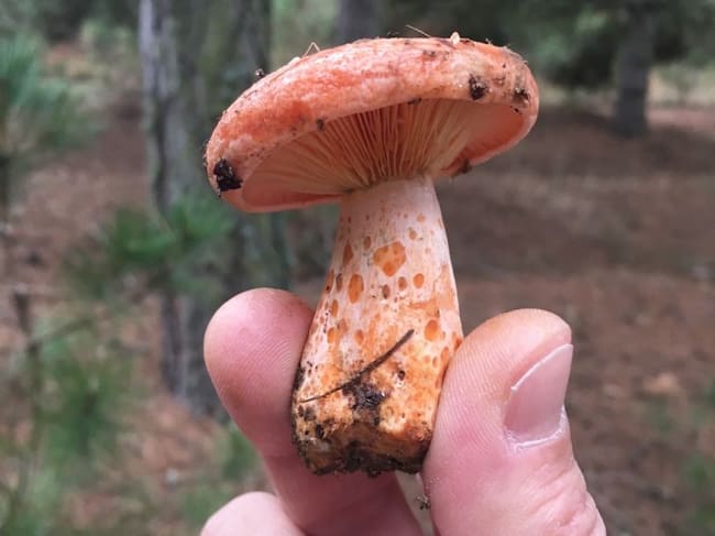 La aparición de las setas puede retrasarse hasta noviembre