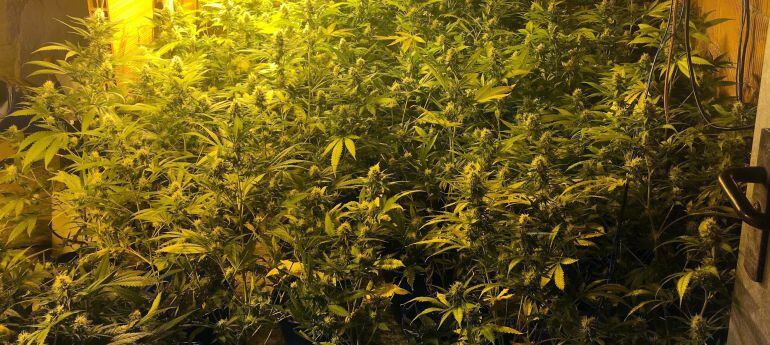 Imagen de archivo de una plantación de marihuana 