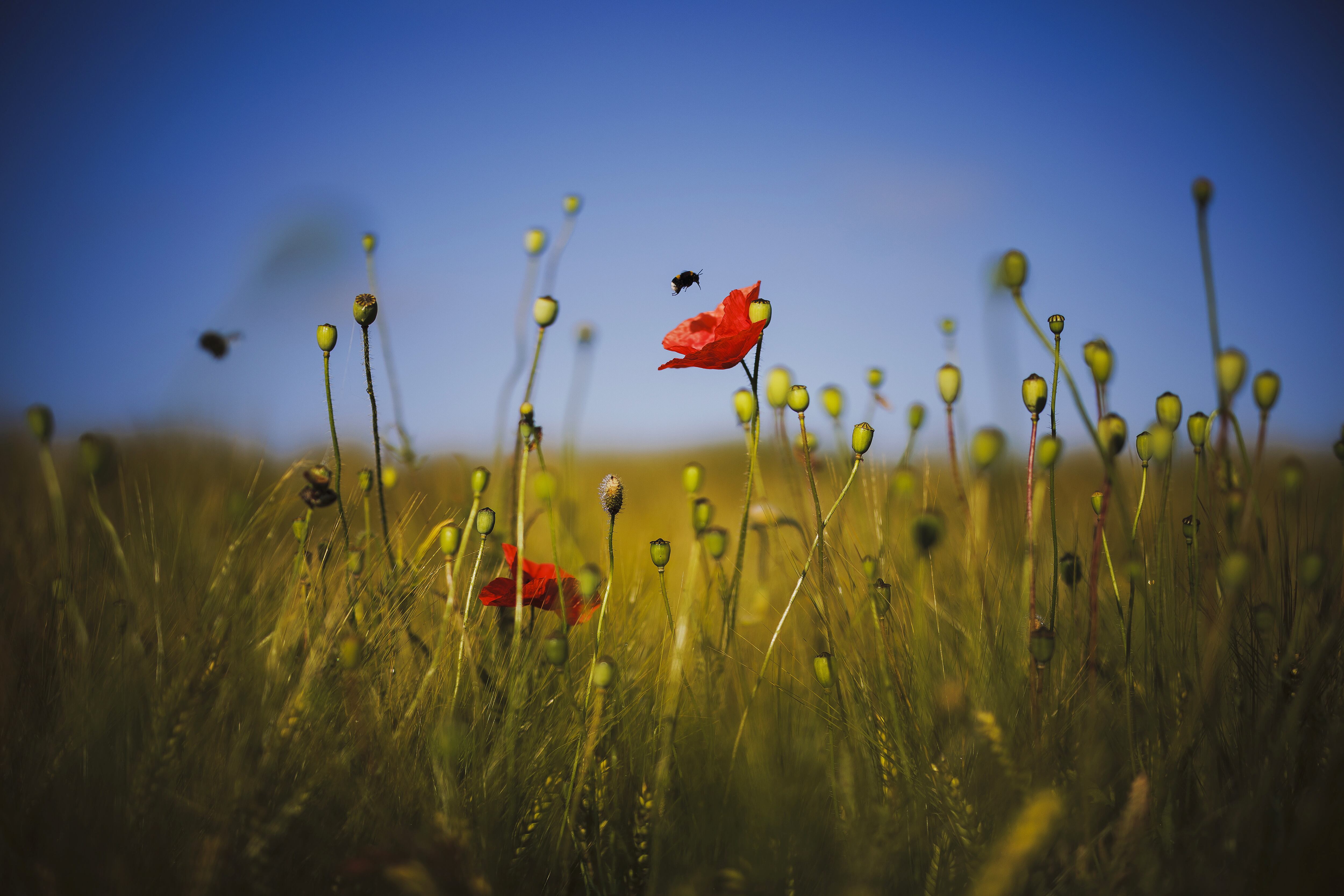 -FOTODELDÍA- ZÚRICH, 10/06/2022.- Un abejorro vuela este viernes hacia una flor de amapola silvestre que crece junto a un campo cerca de Zúrich, Suiza. EFE/ Michael Buholzer