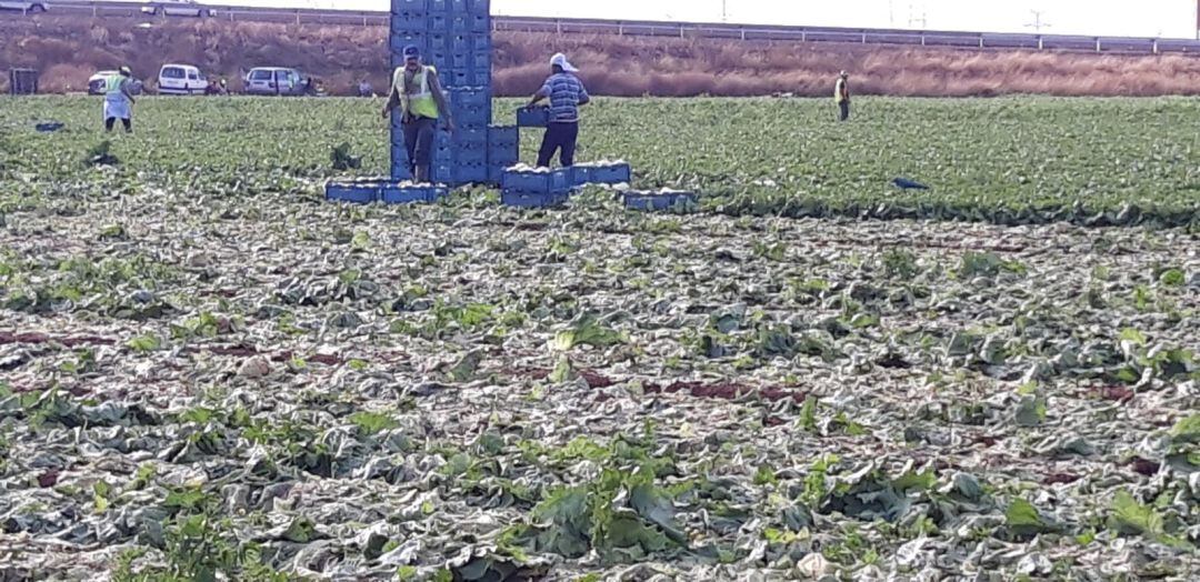Una explotación agrícola del Campo de Cartagena (Archivo)