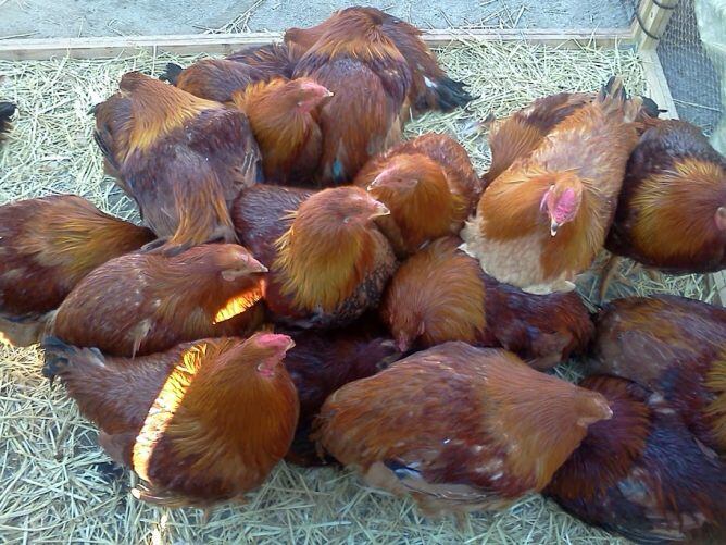 Un grupo de pollos en la tradicional &quot;Fira del Gall&quot; de Vilafranca del Penedès