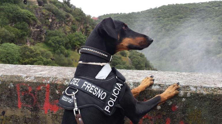 &quot;Casta&quot; la nueva perra de la unidad canina de Aldea del Fresno