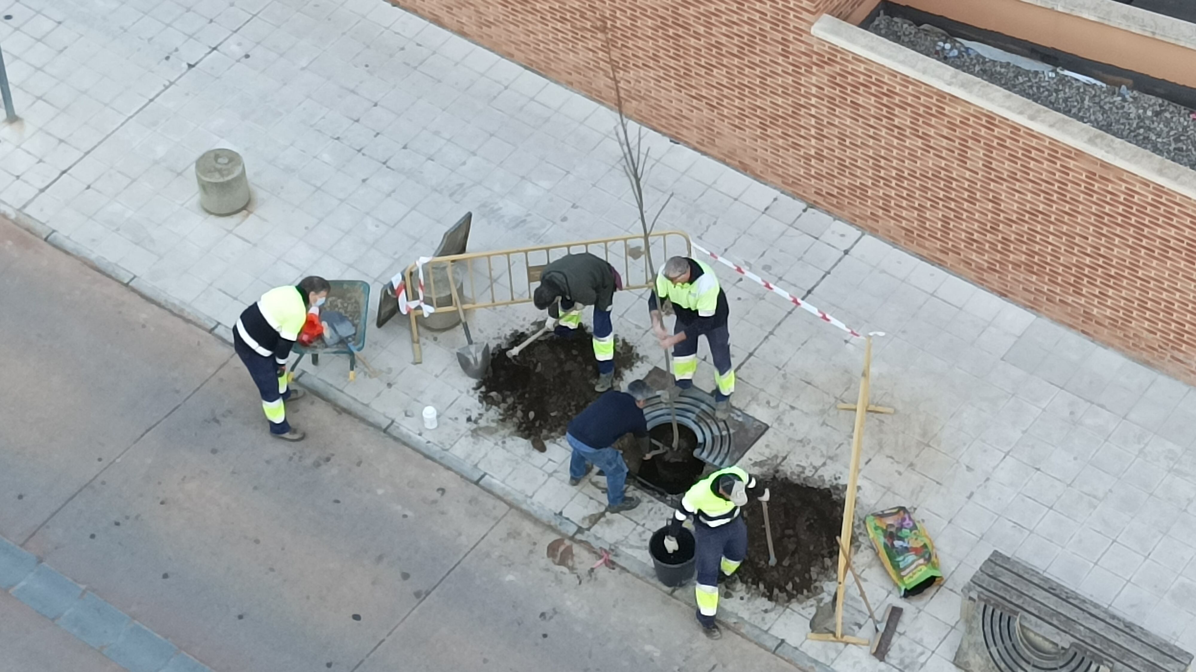 Varios operarios de parque y jardines, replantando un árbol