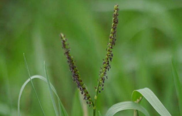 Panizo (‘Paspalum paspalodes’).