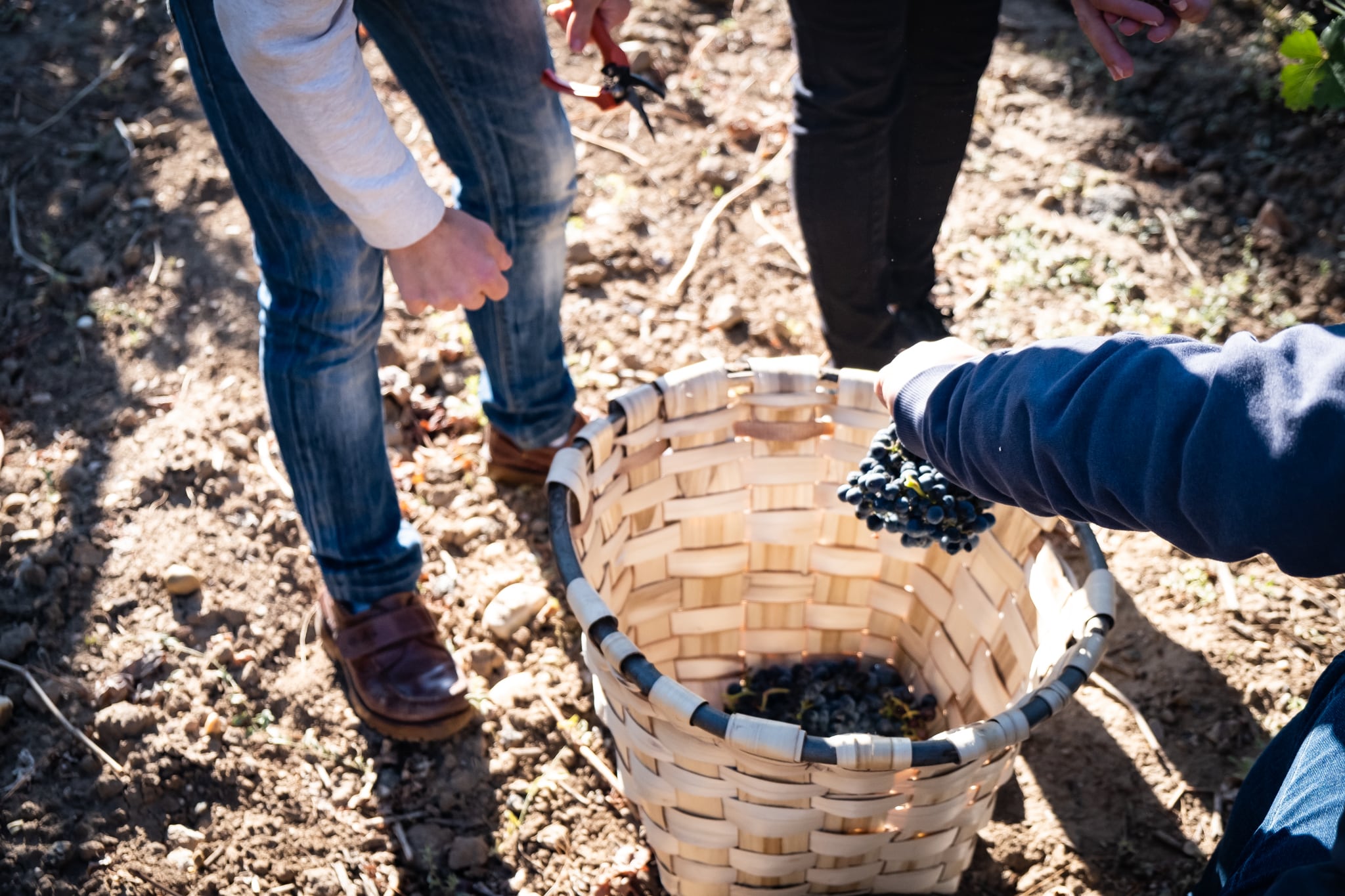 Vendimia en la Ribera del Duero