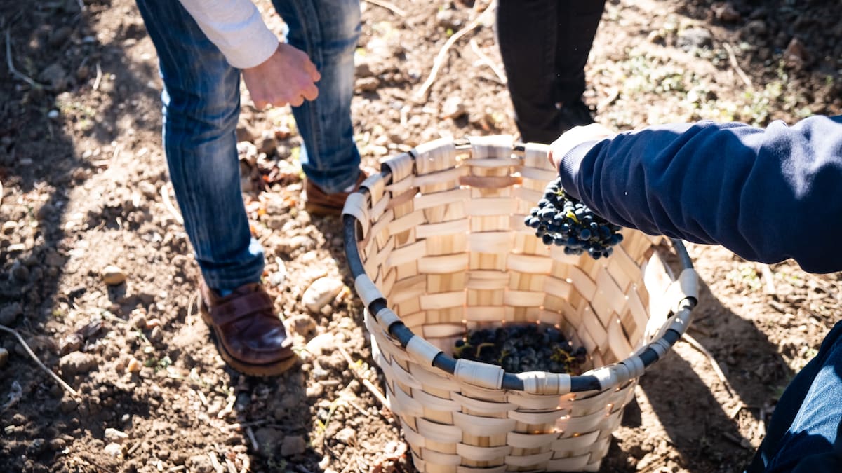Ribera del Duero aprueba las Normas de Vendimia con más controles y trazabilidad obligatoria
