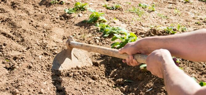 Con la crisis, es más difícil conseguir las peonadas necesarias para cobrar las prestaciones agrarias