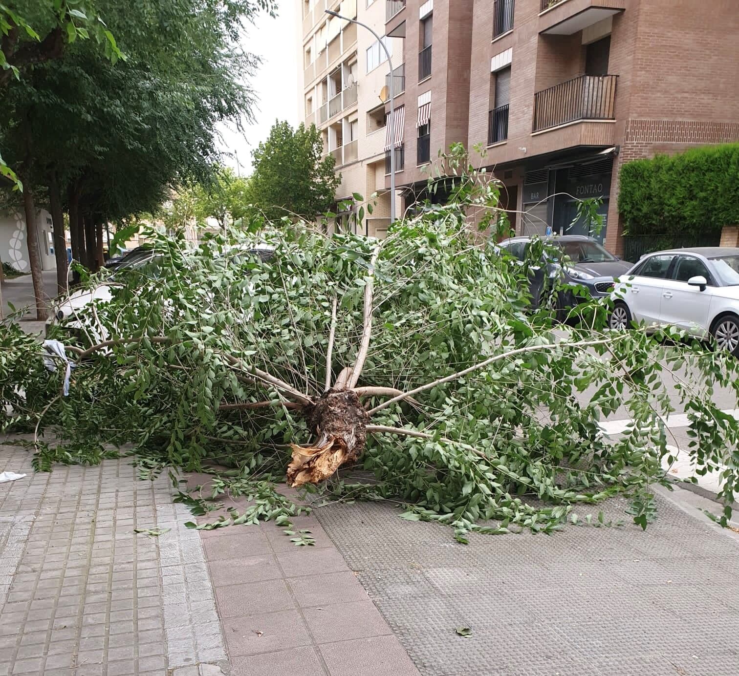 Un árbol caído tras la tormenta en Huesca.