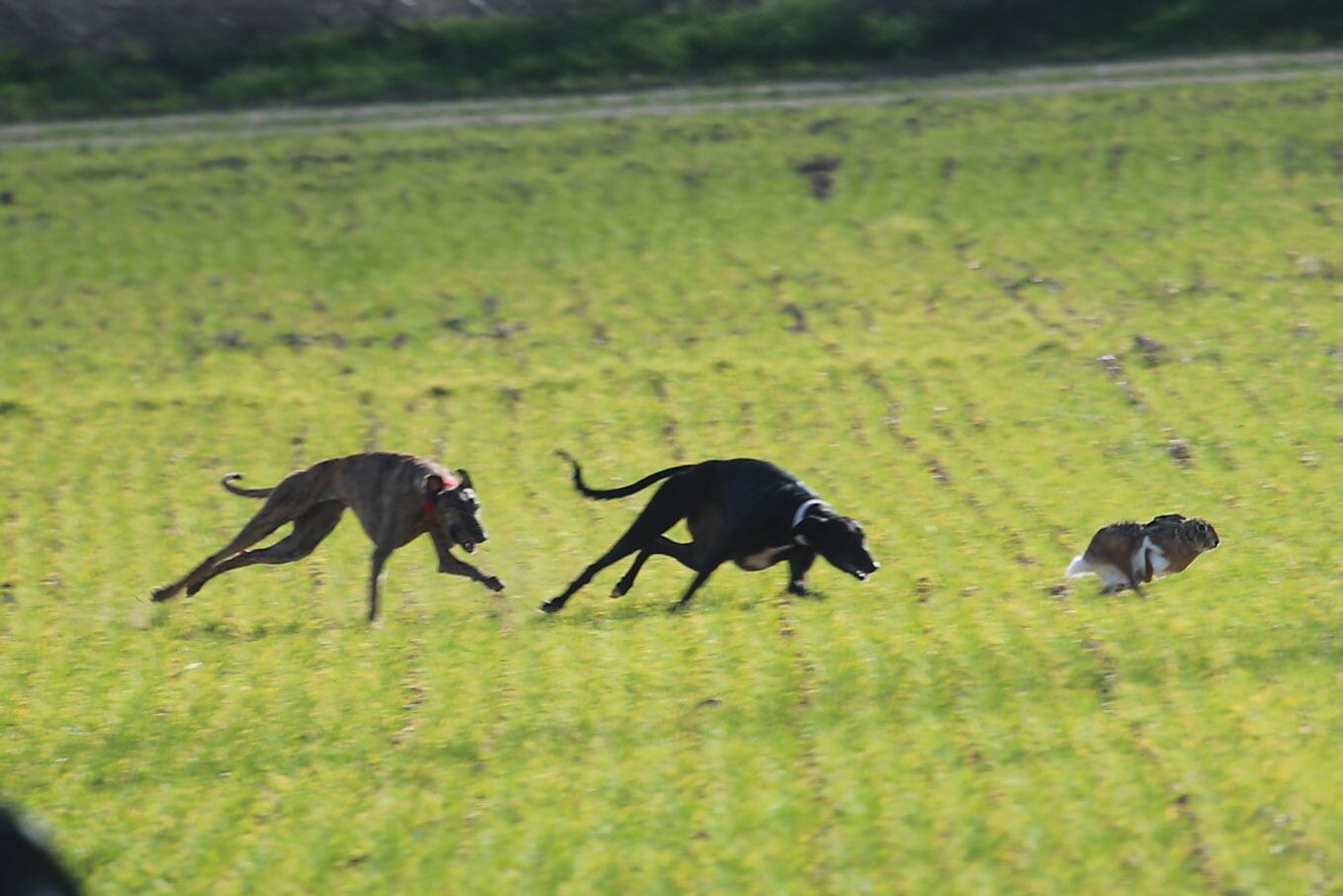 Representantes de Castilla y León pasan a los cuartos de final del Campeonato de Galgos