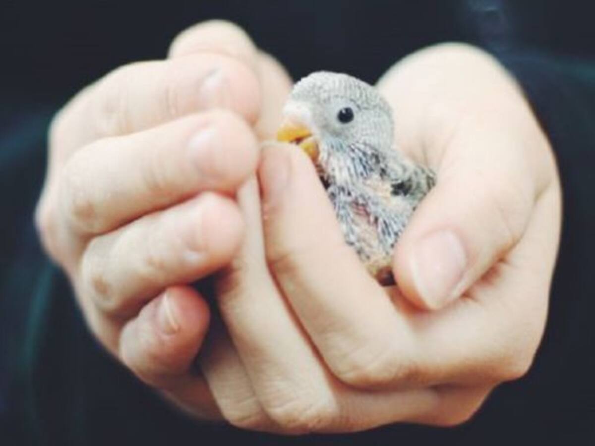 El respeto a los animales: formando en valores en escolares