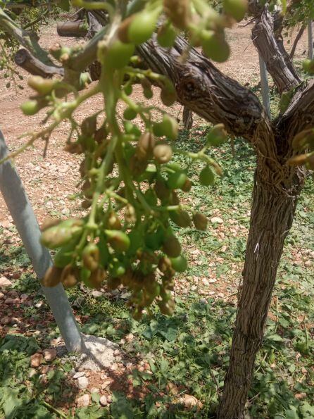 Daños en la Uva de Mesa del Vinalopó