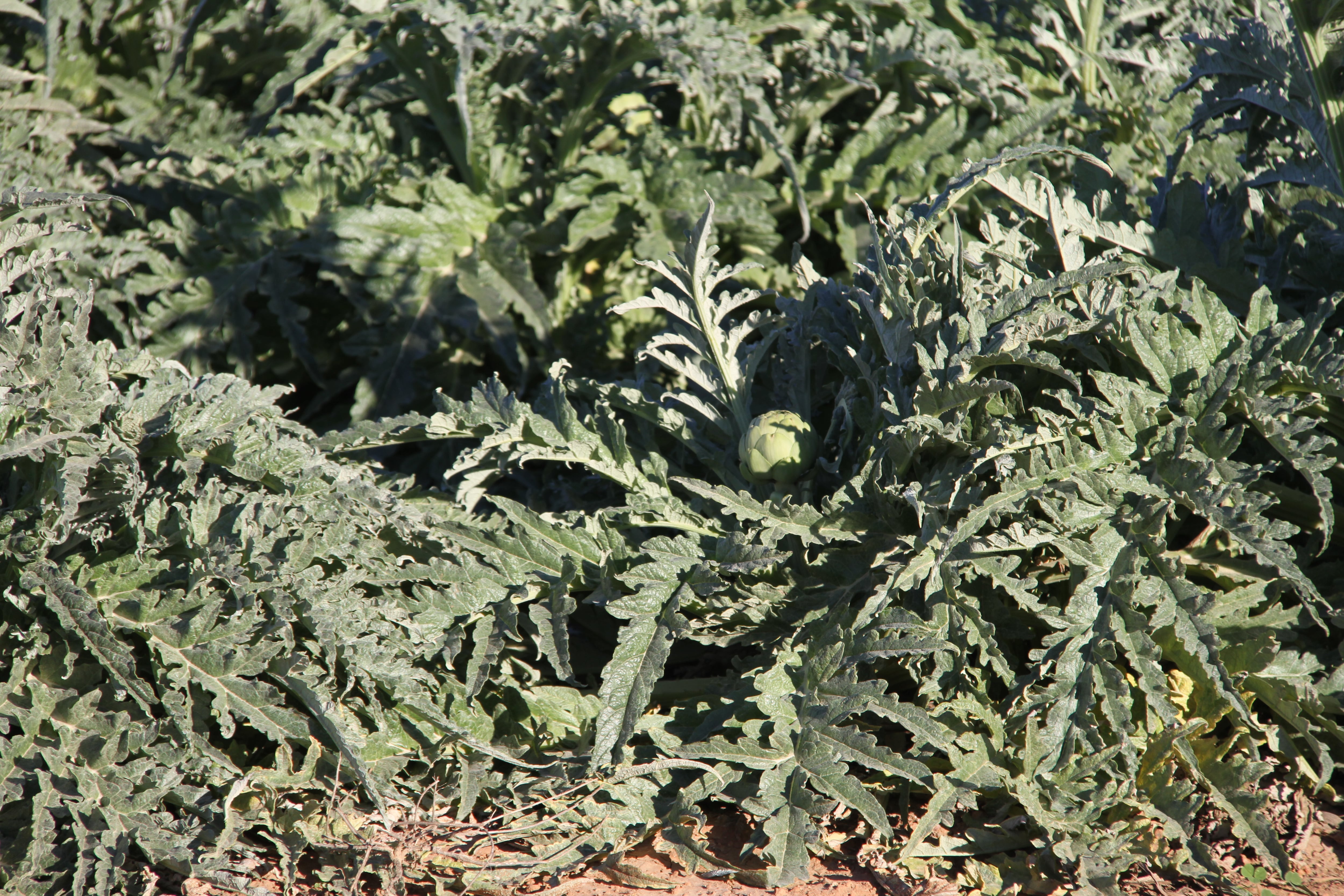 Alcachofas en producción en el campo de Murcia