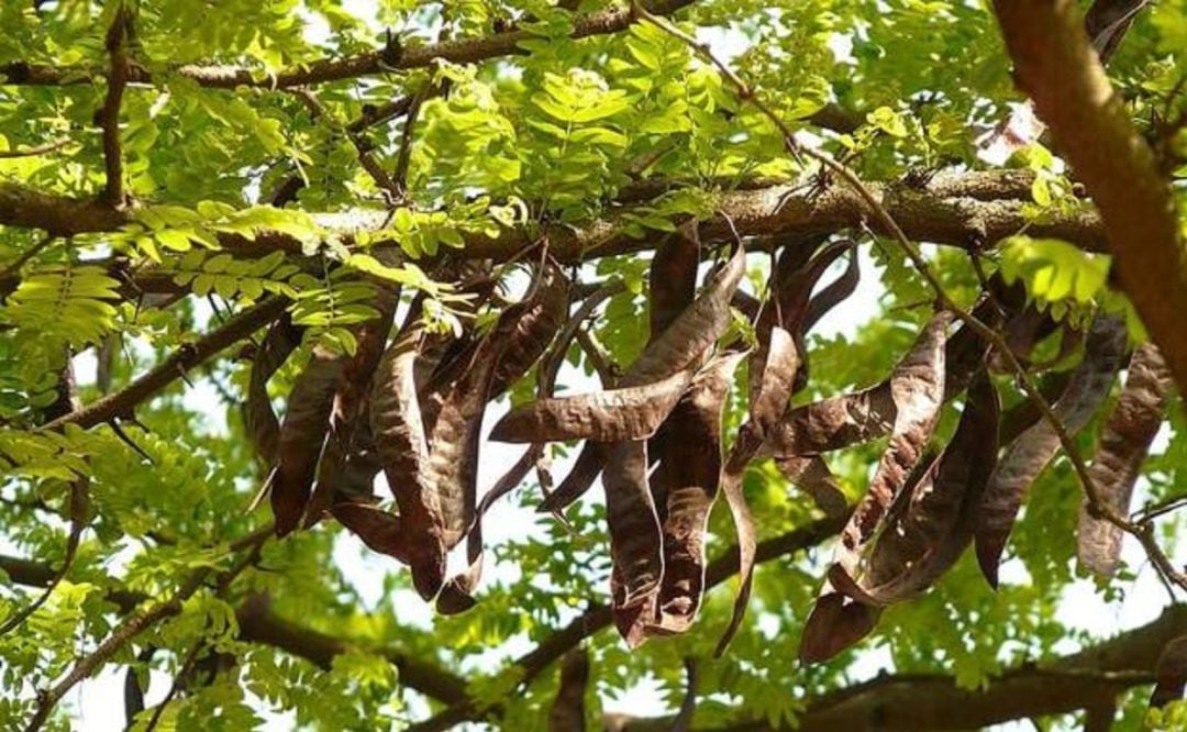 Algarrobas en el árbol