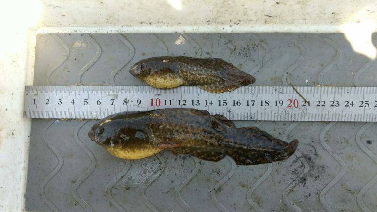 Capgrossos de granota toro trobats a les llacunes del delta de l&#039;Ebre, mesurats. Imatge del 15 de juny de 2018 (horitzontal)