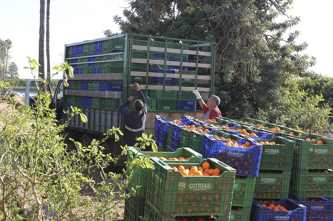 El sector de la agricultura pide ser reconocido como estratégico en esta crisis del Cornavirus