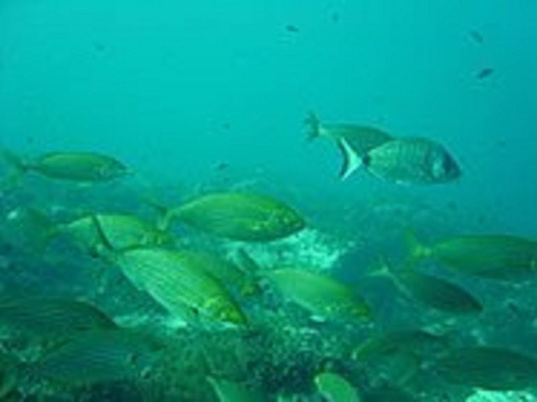 Reserva Marina de de Cabo de Palos-Islas Hormiga