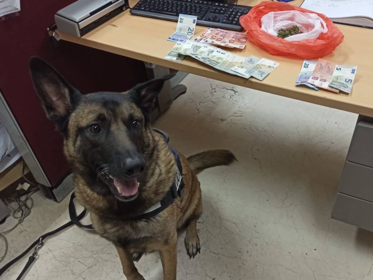Primeras detenciones de la Unidad Canina de la Policía Local de Gandia