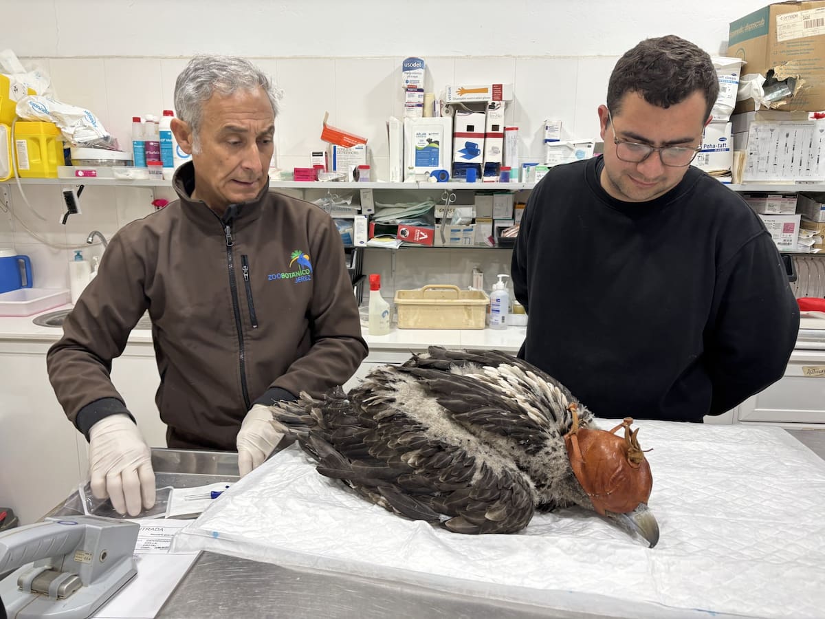 El Centro de Conservación de la Biodiversidad Zoobotánico traslada a Francia su segundo pollo de quebrantahuesos