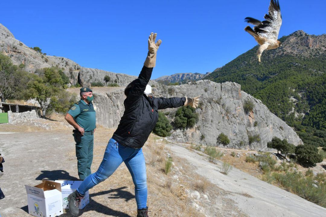 Suelta de ejemplares de águila calzada en el Parque Natural Sierra de Castril recuperadas en Granada 