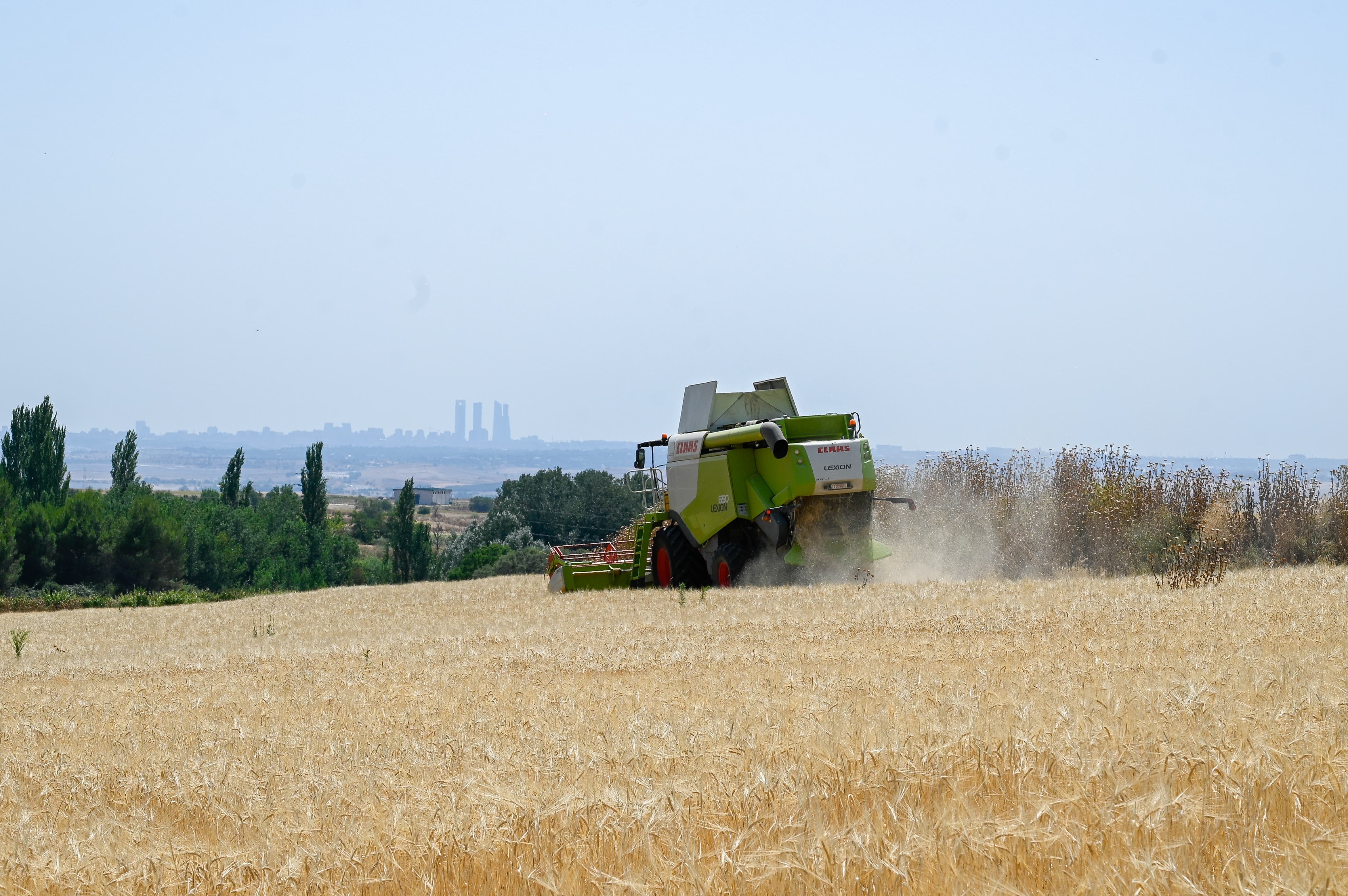 Finaliza la siega de trigo y cebada en Algete con 1,3 millones de kilos recogidos