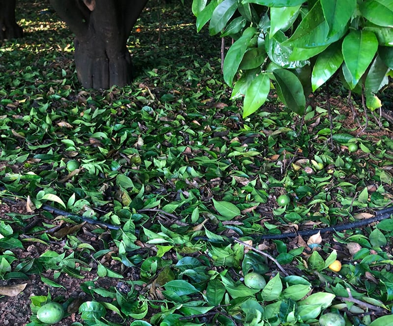 Un huerto de cítricos afectado por pedrisco