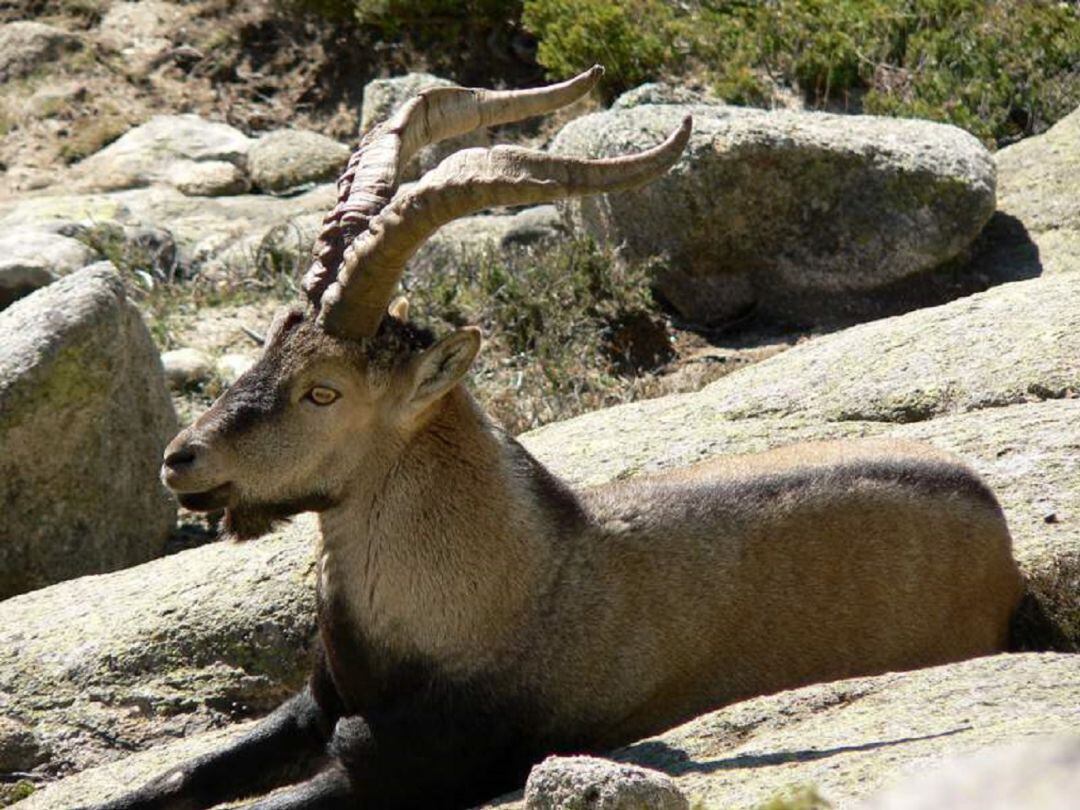 Ejemplar de cabra montés en el Parque Nacional Sierra de Guadarrarma