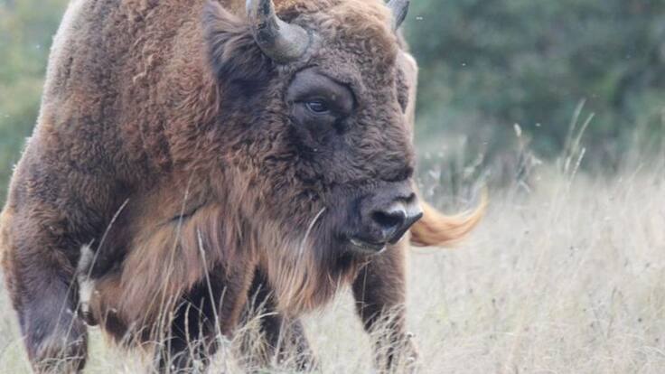 La Reserva de Bisontes de San Cebrián lidera un proyecto de recuperación de vida silvestre