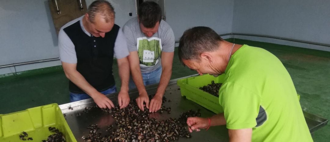 Percebeiros preparan el producto para la fiesta