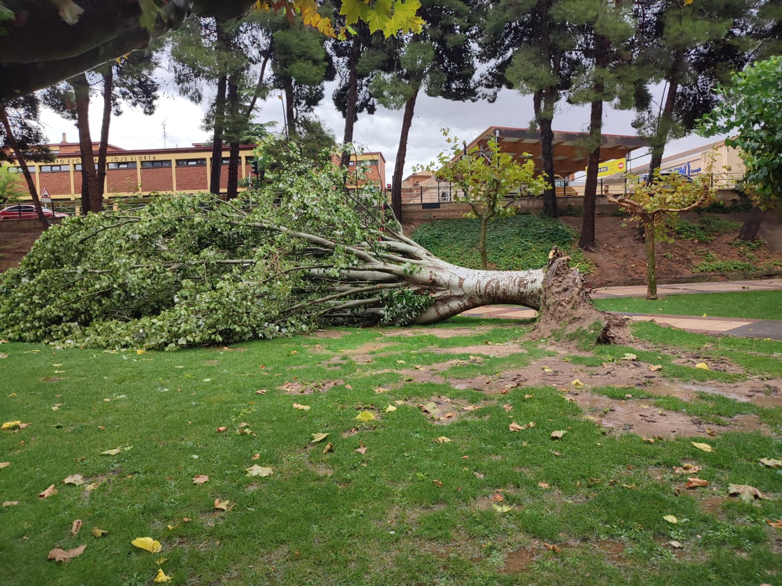 Árbol caído tras la tormenta en Alfaro