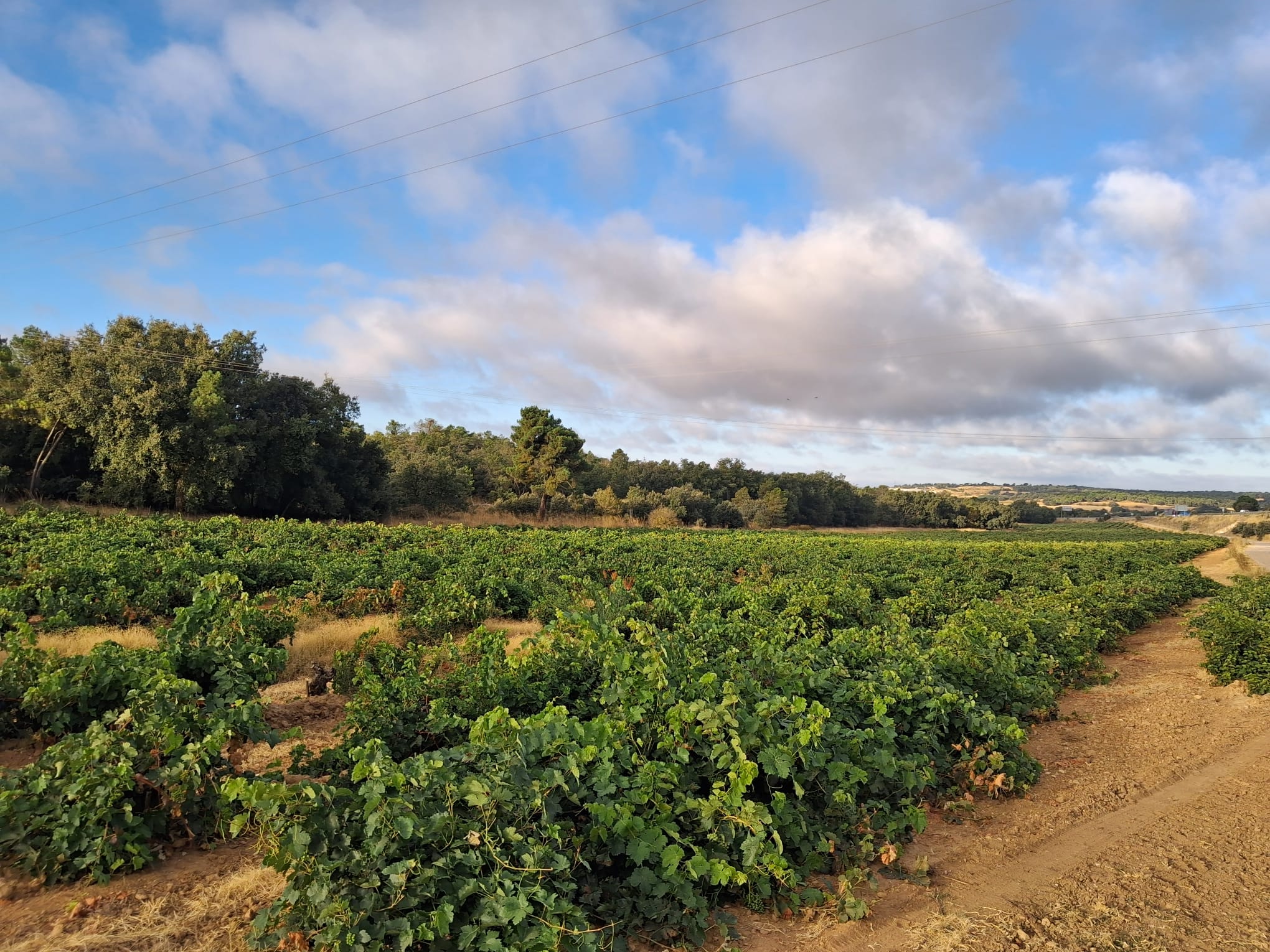 Viñas en la Ribera del Duero