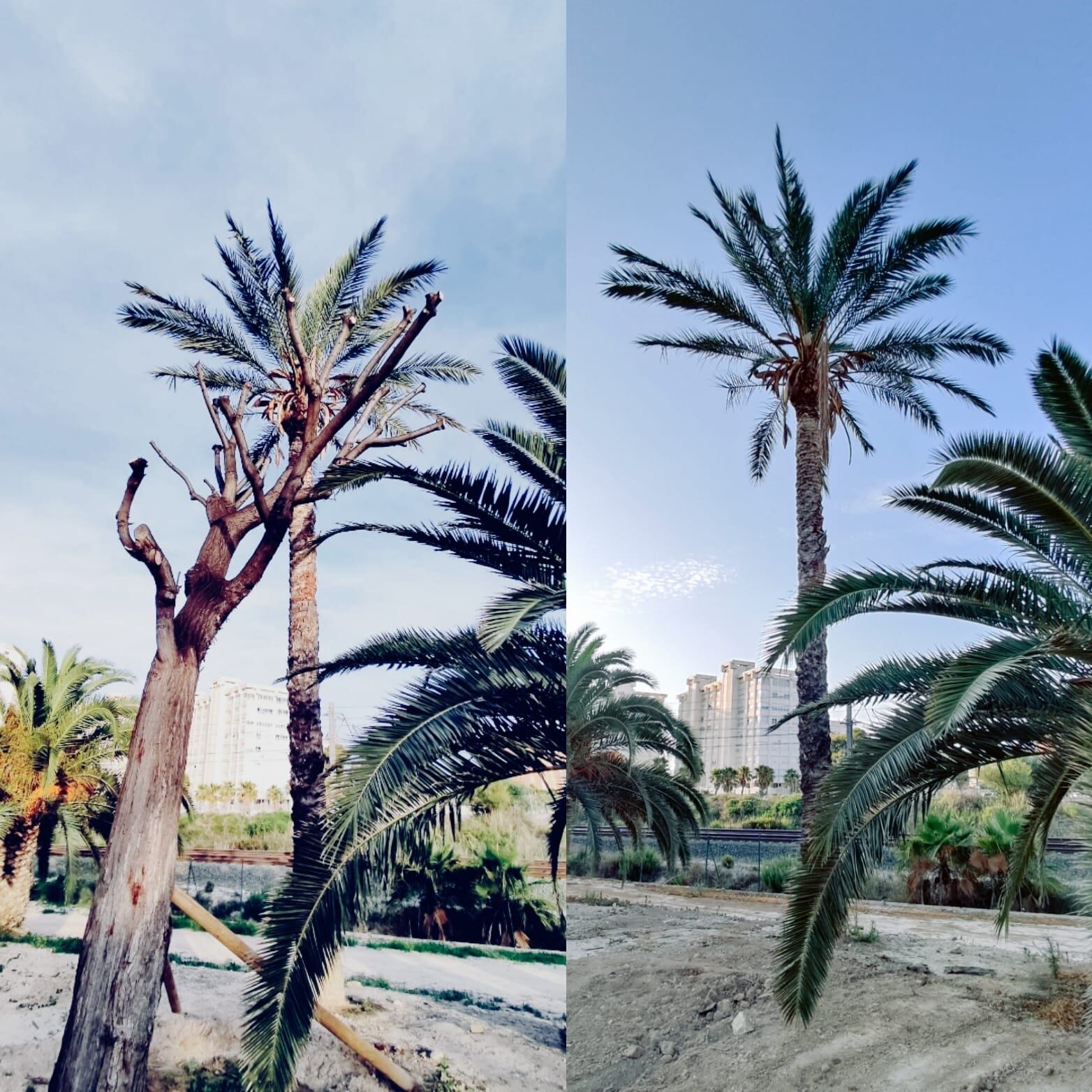 Un ejemplar de melia trasplantado y arrancado después en el  parque Sergio Melgares de Alicante