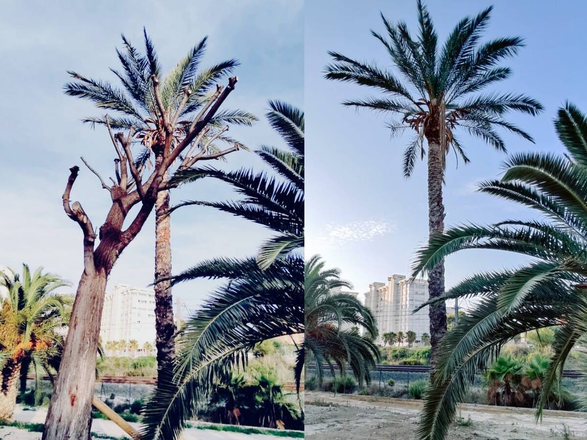 Salvem les Melies denuncia que los ejemplares trasplantados a la playa de San Juan "se han secado y están siendo sustituidos" por otros árboles