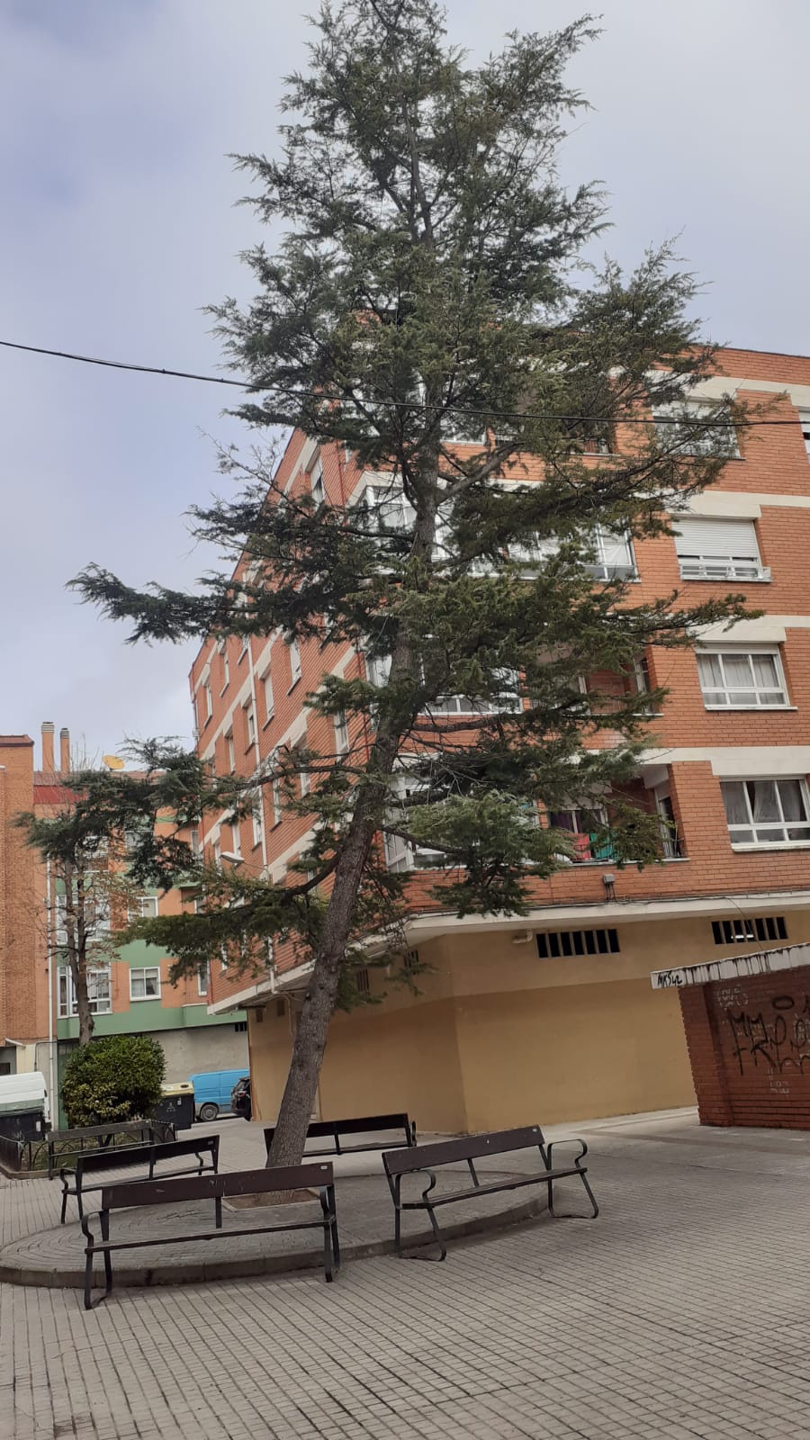 La inclinación del cedro resulta una amenaza