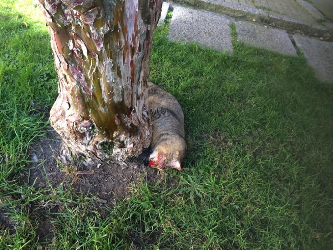 Gato envenenado en la Plaza de Guevara de Segovia