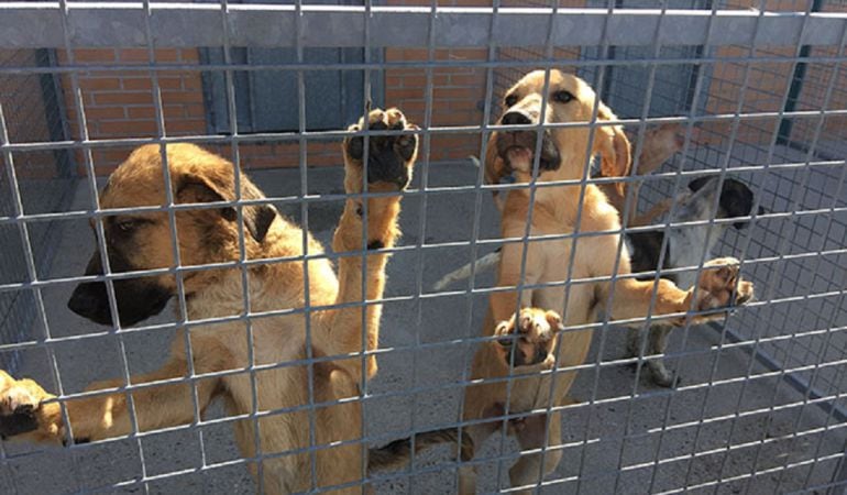 Perros en el centro de protección de animales de Arroyomolinos