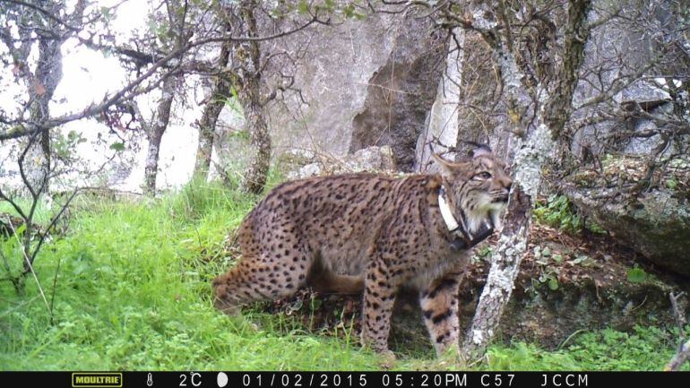 El lince Kentaro en uno de sus recorridos.